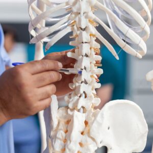 Chiropractor points to spine on skeleton