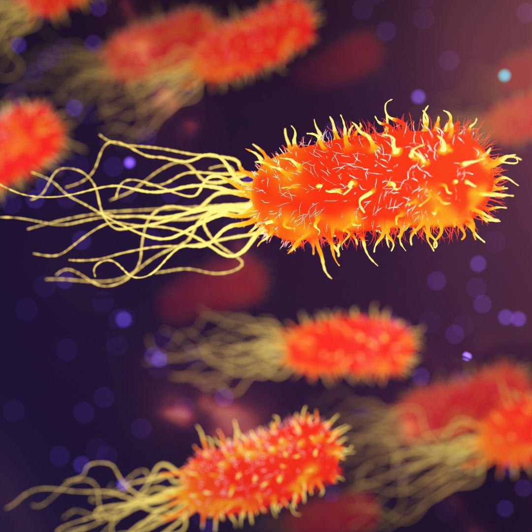 Bacteria