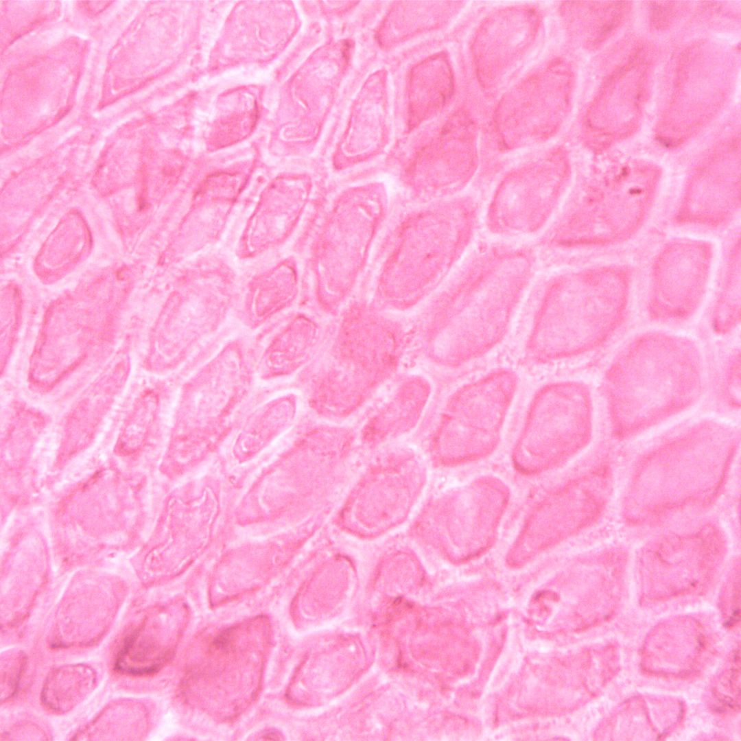 Cells Under Microscope