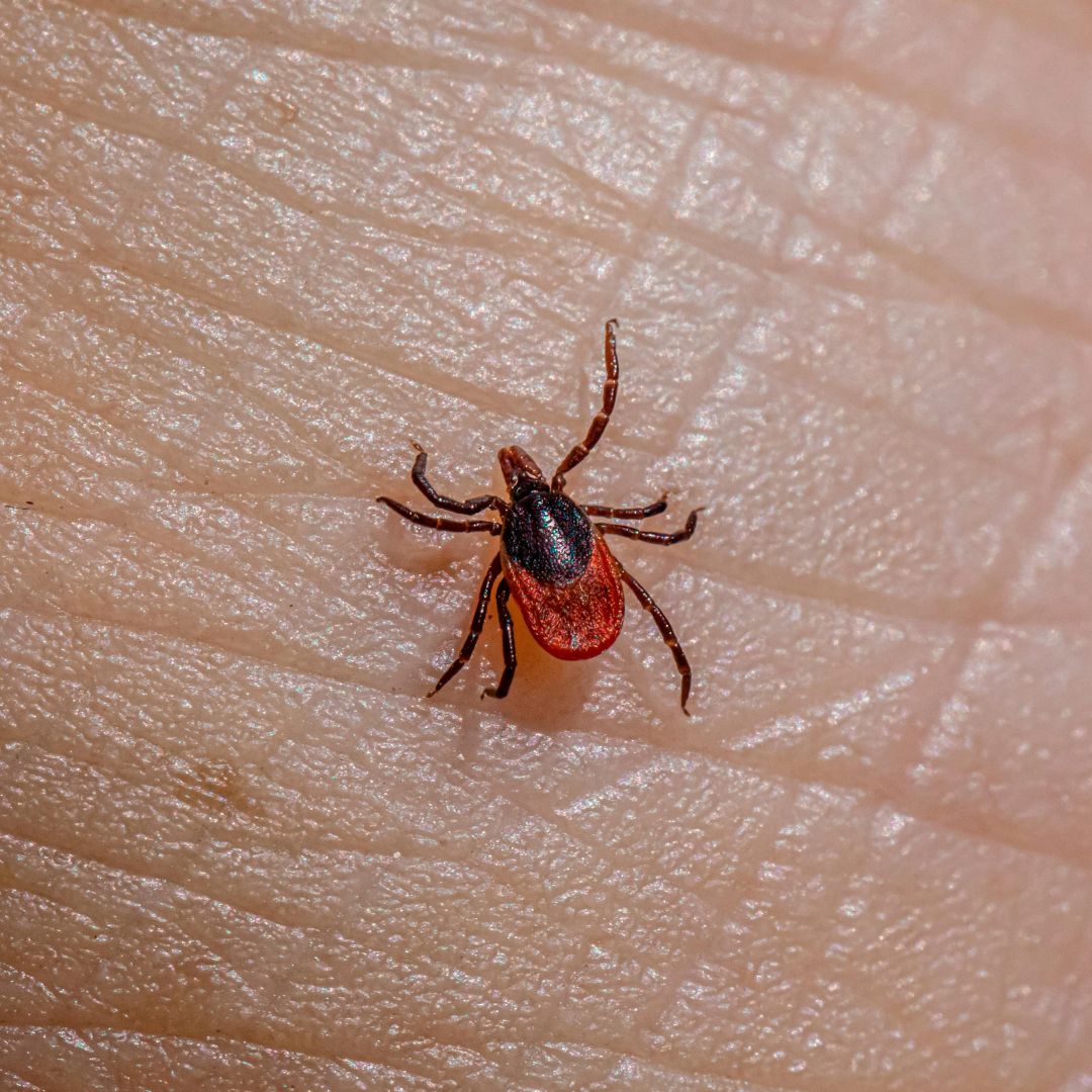 Tick on Skin